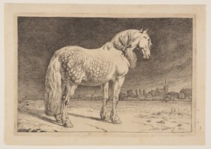 The Frisian Horse, from Series of Horses by Paulus Potter