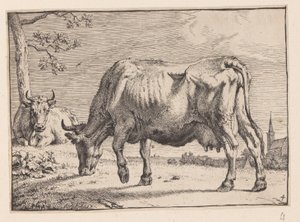 The Grazing Cow, from Various Oxen and Cows by Paulus Potter