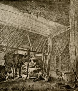 The calving cow