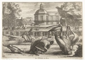 Pelicans (series: Birds from the Menagerie of Versailles) by Peeter Boel (attributed to)