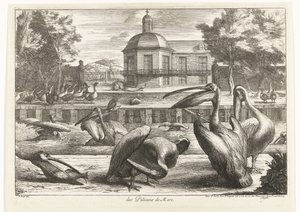 Pelicans (Birds from the Menagerie of Versailles) by Peeter Boel (attributed to)