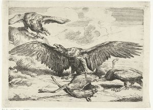 Three Eagles Fighting Over a Dead Deer (series title: Diversi uccelli)
