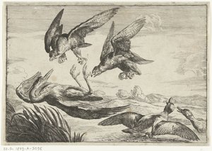 Two Falcons Attacking a Heron