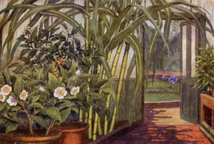Sugar-Cane, Tea-Plant, and Coffee-Plant by Percy James Billinghurst