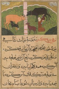 Milking, from The Ni