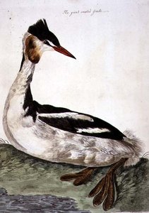 The Great Crested Grebe, Plate from 