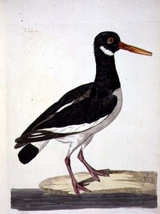 The Sea Pie or Oystercatcher (Haematopus ostralegus) plate from 