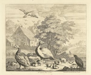 Geese with Goslings by a Stream (Various Birds) by Peter Casteels (III)