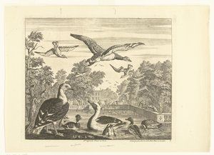 Gulls and Ducks in a Bird Pond (Various Birds) by Peter Casteels (III)