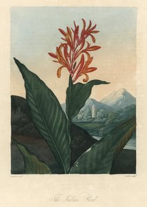 Red or Conflore or Toloman Forte water, from The Temple of Flora, by Dr. Robert Thornton
