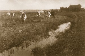 Cattle on the Marsh