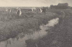 Cattle on the Marshes by Peter Henry Emerson