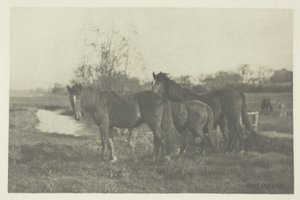 Colts on a Norfolk Marsh