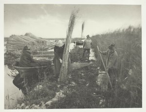 During the Reed Harvest