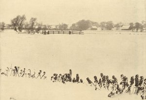 Marsh Weeds by Peter Henry Emerson