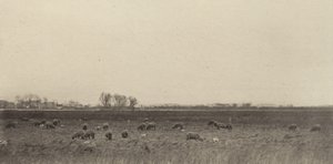 Marshes by the North Sea by Peter Henry Emerson