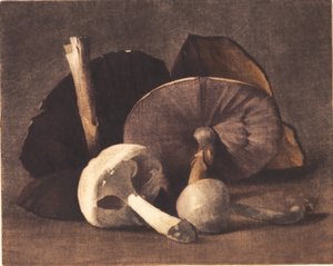 White Mushroom