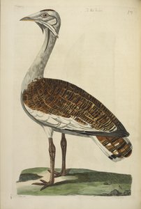 The Male Bustard, illustration from 