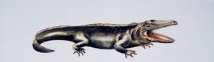 Cyclotosaurus sp, Mastodonsauridae, Late Triassic, Artwork by Peter Ross by Peter Ross