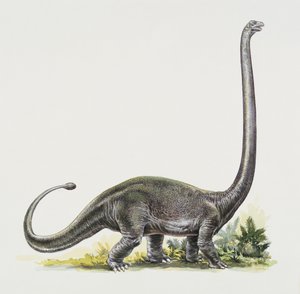 Side profile of an omeisaurus by Peter Ross