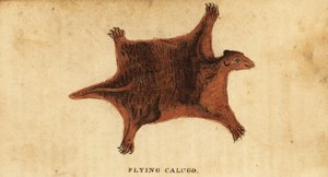 Philippine flying lemur, Cynocephalus volans, 1800