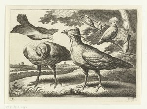 Geese and a Cockatoo by Peter van Liesebetten