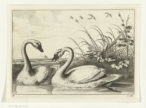 Two Swans (Various Birds series) by Peter van Liesebetten