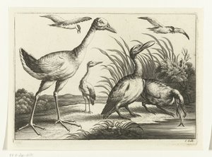 Waterfowl (Various Birds series) by Peter van Liesebetten