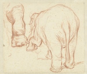 Standing Elephant from Behind and a Foot