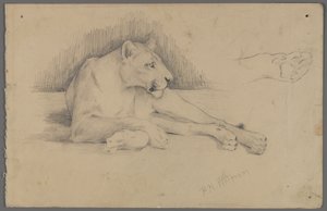 Seated Lioness by Philip H. Wolfrom
