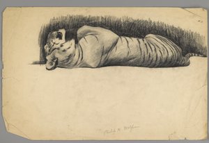 Sleeping Tiger