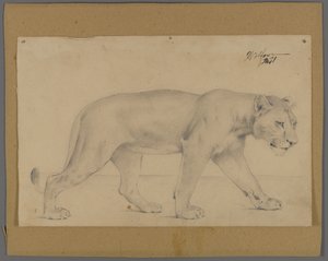 Striding Lioness
