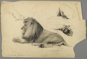 Studies of a lion