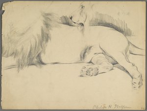 Studies of a Lion