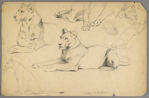 Studies of a Lioness by Philip H. Wolfrom