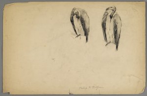 Vultures