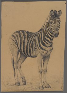 Zebra by Philip H. Wolfrom