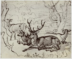 Ridinger, A Deer by Philip Henry Delamotte