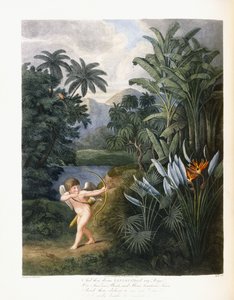 And Then Divine Linnaeus