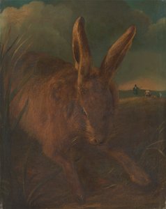 Hare Coursing