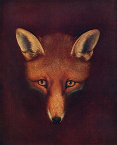 Renard the Fox
