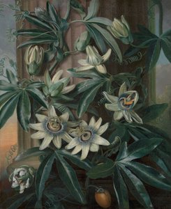 The Blue Passion Flower, for Robert John Thornton’s Temple of Flora by Philip Reinagle