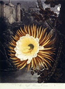 The Night Blowing Cereus