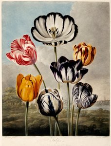 Tulips