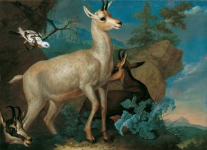 Three Chamois and a Blackbird