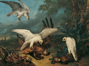 A Red Kite Defeated by Icelandic Falcons by Philipp Ferdinand de Hamilton