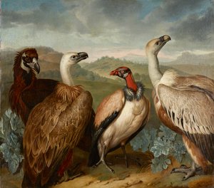 Four Vultures of Different Species