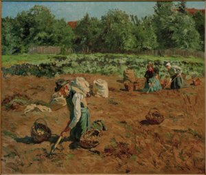 Potato Harvest