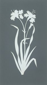 Carnation by Philipp Otto Runge