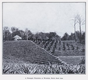 A Pineapple Plantation at Woombye, North Coast Line by Photographer Australian